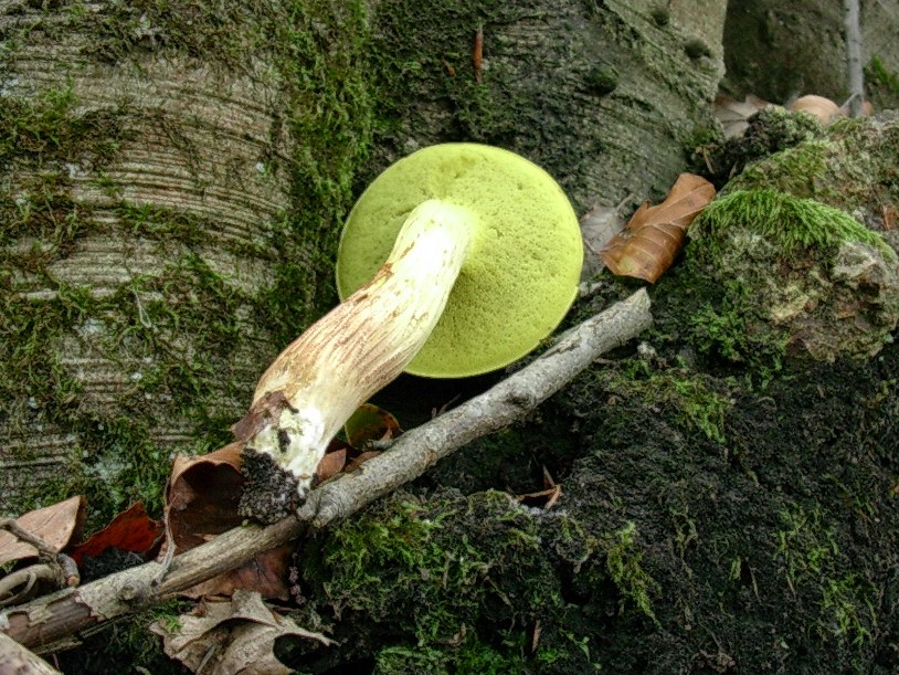 485 Novembre vecchio ritrovamento